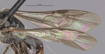 Media type: image;   Entomology 27462 Aspect: Wing front